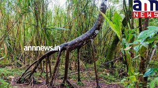 The walking tree of South America [upl. by Sherwin808]