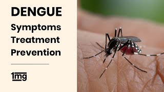 Dengue  Symptoms  Treatment  Prevention  1mg [upl. by Meir]