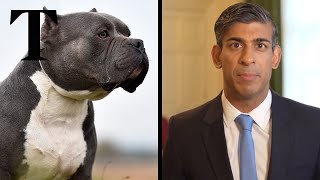 Rishi Sunak pledges to ban dangerous XL bully dogs [upl. by Nednerb]