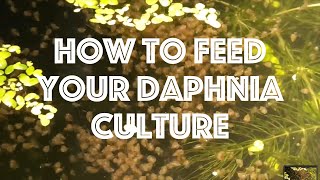 How To Feed Your Daphnia Culture [upl. by Dej]