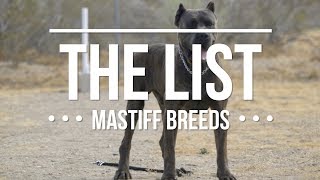 THE LIST TOP MASTIFF DOG BREEDS [upl. by Sauveur]