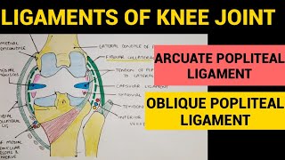 Knee Joint  4  Arcuate Popliteal Ligament  Oblique Popliteal Ligament [upl. by Aissirac239]