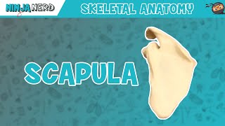 Scapula Anatomy [upl. by Idnic670]