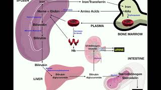 Anatomy  Erythrocyte RBC Metabolism [upl. by Arej642]