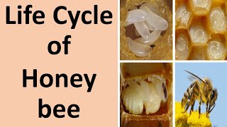 Life cycle of Honey bee [upl. by Enimrac686]