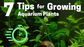 7 Tips for Growing Freshwater Plants in an Aquarium [upl. by Sitoel]