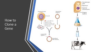 Cloning a Gene [upl. by Hako]