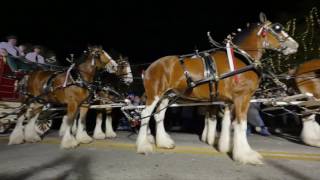 Budweiser Puppies and Clydesdales [upl. by Stambaugh105]