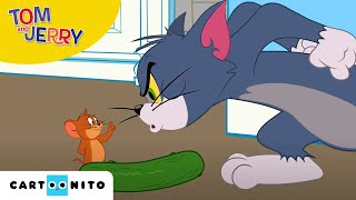 Tom și Jerry  Castravetofobia  Cartoonito [upl. by Ycats734]