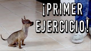 El PRIMER ENTRENAMIENTO de un perro CACHORRO  MartGon [upl. by Aihk]