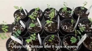 How to grow Chickpea Garbanzo Beans complete methodology [upl. by Barger]