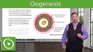 Oogenesis and Follicles – Embryology  Lecturio [upl. by Safier]