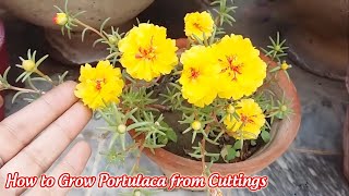 How to Grow Portulaca from Cuttings [upl. by Alet504]