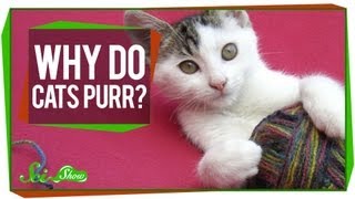 Why Do Cats Purr [upl. by Ecadnak866]