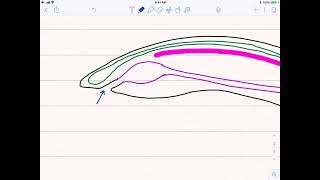 Chordata L1  General Character  Protochordata  Fundamental Chordate Characters [upl. by Renckens]