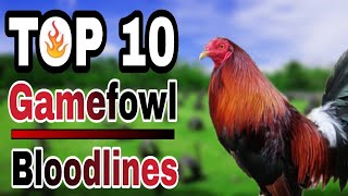 TOP 10 GAMEFOWL BLOODLINES [upl. by Ahsinwad]