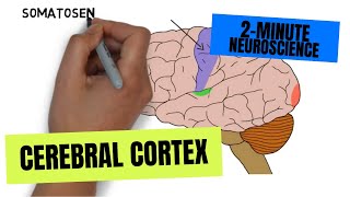 2Minute Neuroscience Cerebral Cortex [upl. by Mullac]