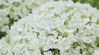 Hydrangea Pruning Tips and Tricks ENGLISH GARDENS [upl. by Andre]