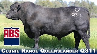 Clunie Range Queenslander Q311 [upl. by Kenimod]