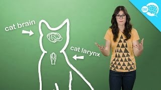 How And Why Do Cats Purr [upl. by Kessia]