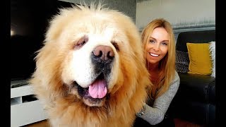 CHINESE TIBETAN MASTIFF  The Worlds Most Expensive Dog [upl. by Chita722]