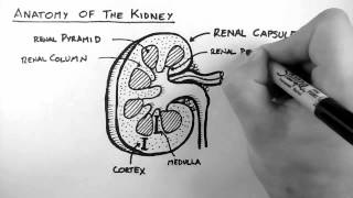 Renal Anatomy 1  Kidney [upl. by Nedearb727]