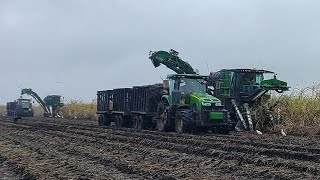 Harvesting Sugarcane [upl. by Giusto]