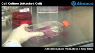 Cell Culture Attached Cell [upl. by Davina638]