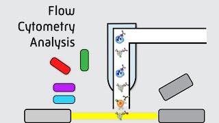 Flow Cytometry Analysis [upl. by Mackenie]