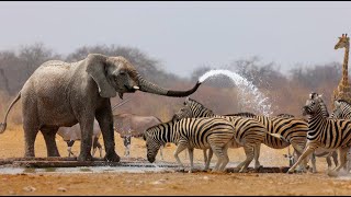 Wild Life  Nature Documentary Full HD 1080p [upl. by Farrica]