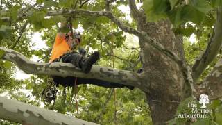 A Day in the Life of an Arborist [upl. by Selby]