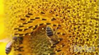 Pollinisation du tournesol par les abeilles [upl. by Corry833]