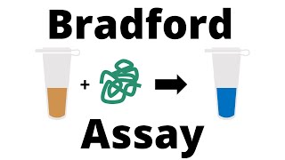 How to determine the Protein Concentration with the Bradford Assay [upl. by Hite223]