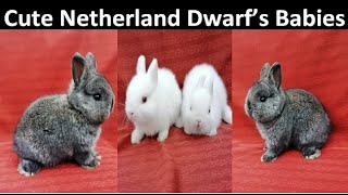 Breeding Progress of Imported Netherland Dwarf Rabbits [upl. by Beaumont]