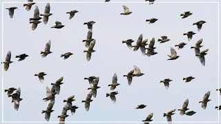 Murmurations of Starlings  Common Starling Flock [upl. by Ellingston395]