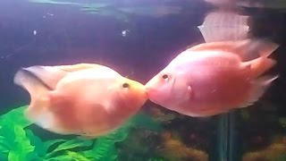 Blood Parrot Fish Breeding [upl. by Egas]