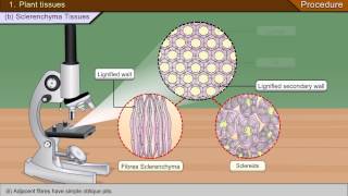 To identify parenchyma and sclerenchyma tissues in plants [upl. by Lotty677]