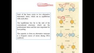 Tautomerization of bases [upl. by Schach]