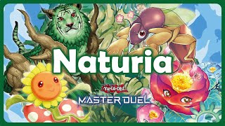 NATURIA  Easy Wins  Unexpected CRUSHING Meta Decks in MASTER RANK [upl. by Mitchael329]