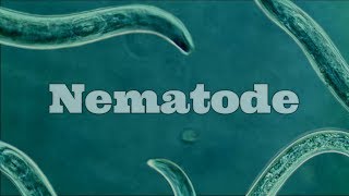 What Are Nematodes Nematode Under A Microscope [upl. by Enitsugua]