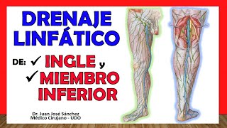 🥇 DRENAJE LINFÁTICO DE INGLE y MIEMBRO INFERIOR ¡Explicación Sencilla [upl. by Fee]