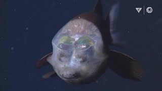 MBARIs Top 10 deepsea animals [upl. by Aubine255]