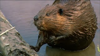 How Do Beavers Build Dams  Nature on PBS [upl. by Ytirehc]