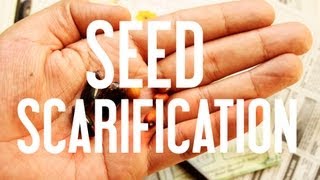 How to Start Seeds Seed Scarification [upl. by Hepsoj]