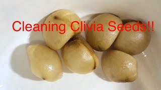 Cleaning your Clivia Seeds [upl. by Cressi]