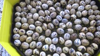 Incubarea oualelor de prepelita 25041105 CLEO 5 Инкубация яиц перепелов Incubation quail eggs [upl. by Aelaza]