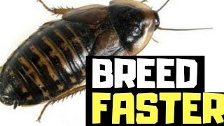 How To Breed Dubia Roaches FASTER [upl. by Eleirbag]