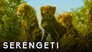 Serengeti First Look Trailer  New John Boyega Series  BBC Earth [upl. by Romeon260]