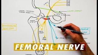 Femoral Nerve branches  Anatomy Tutorial [upl. by Llerral627]