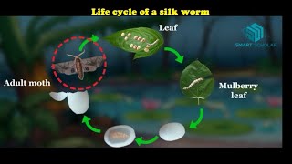 Life cycle of a silk worm [upl. by Ecerahc909]